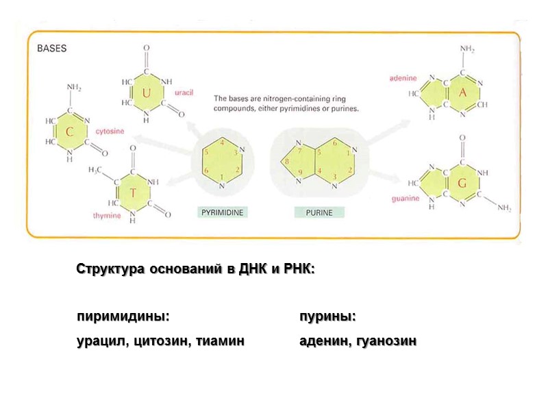Структура оснований в ДНК и РНК: пиримидины: урацил, цитозин, тиамин пурины: аденин, гуанозин